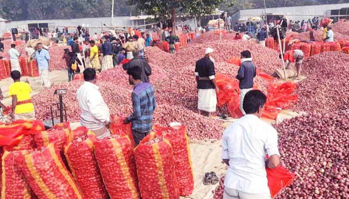 মুড়িকাটা পেঁয়াজের দামে হতাশ চাষিরা