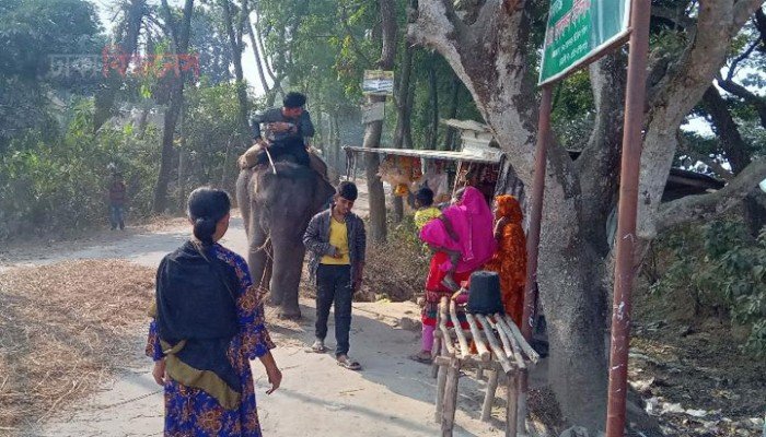 হাতি দিয়ে চাঁদাবাজি:   বাড়ছে দুর্ঘটনার শঙ্কা