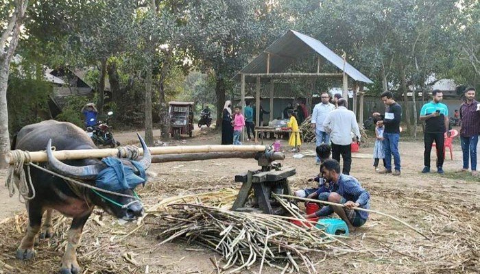 যে কারণে ব্রাহ্মণবাড়িয়ায় কমছে তরল গুড় উৎপাদন