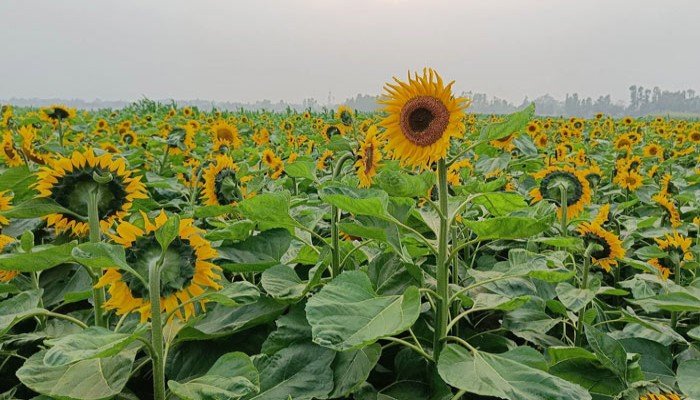 সূর্যমুখী চাষ: কম খরচে লাভ বেশি