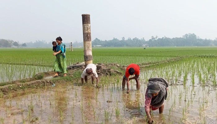 ডিজেল-বিদ্যুতের দাম বৃদ্ধি, বোরো চাষে শঙ্কা