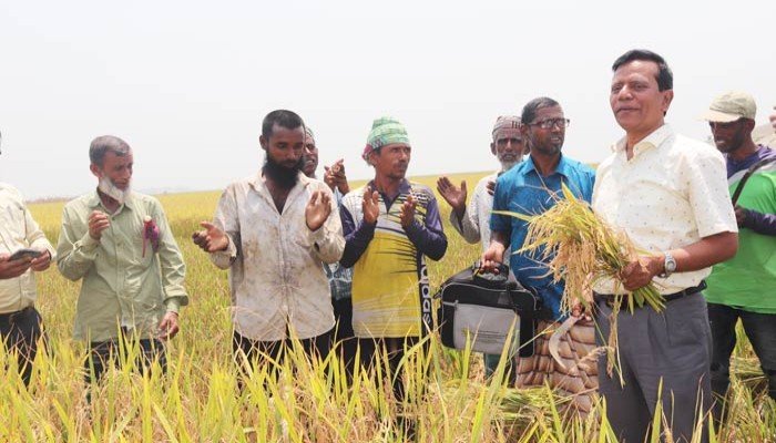 হাওরাঞ্চলে ধান চাষে সহায়ক হবে ‘স্বল্পমেয়াদি জাত’