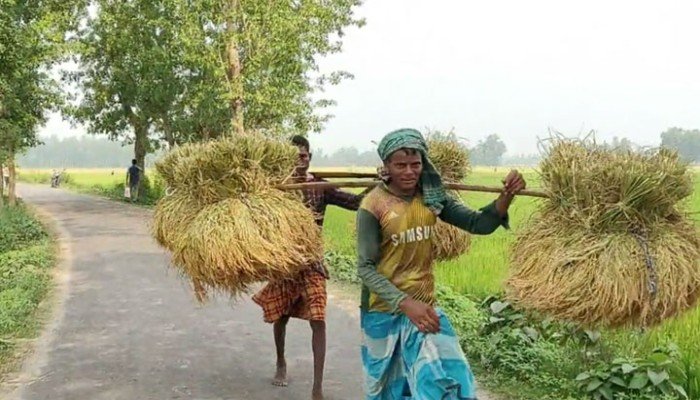 হিলিতে চাষির মুখে হাসি ফোটালো সোনালি ধান