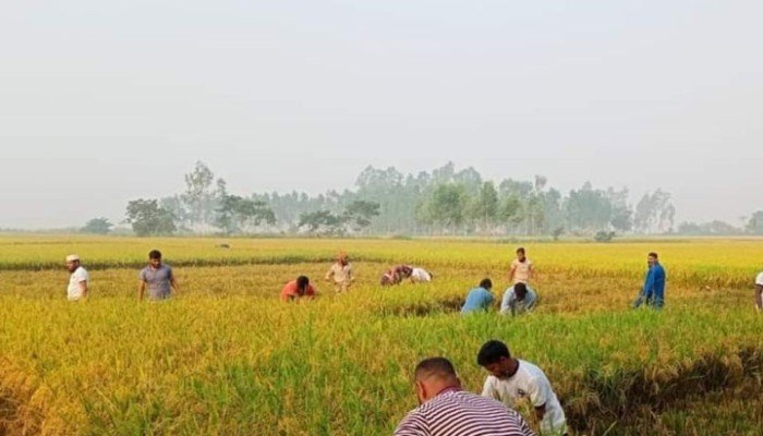 কক্সবাজারে লবণের পর ধানেও বাম্পার ফলন