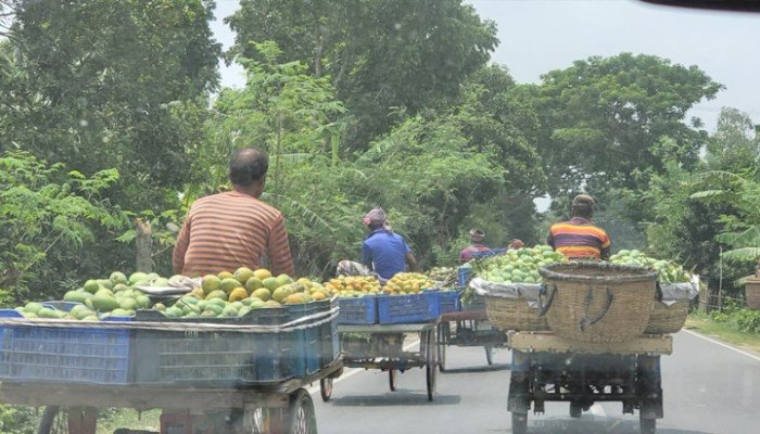 কানসাট: আমের রাজ্যে পৃথিবী গদ্যময়!