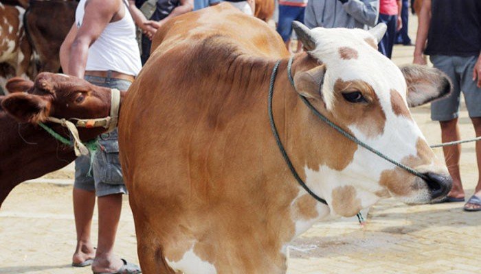 ঈদের দ্বিতীয় দিনেও পশু কোরবানি চলছে