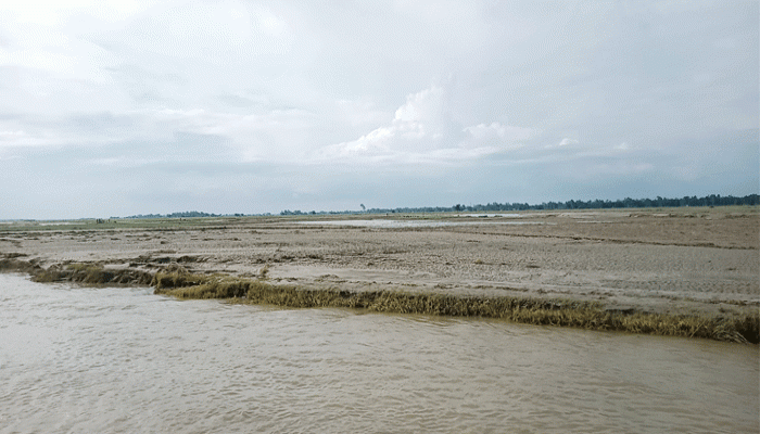 জেগে উঠেছে তিস্তার চর, চলছে চাষাবাদ