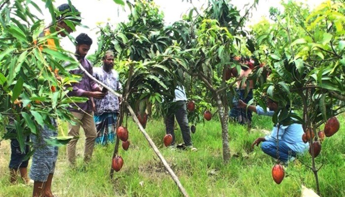 চিয়াংমাই-চাকাপাত আমে স্বপ্ন বুনছেন বক্কর শেখ