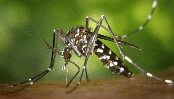 টাঙ্গাইলে নতুন করে ডেঙ্গুতে শনাক্ত ৪৭