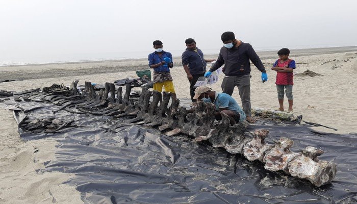 ৩ বছর পর তোলা হলো সমুদ্রসৈকত থেকে তিমির কঙ্কাল