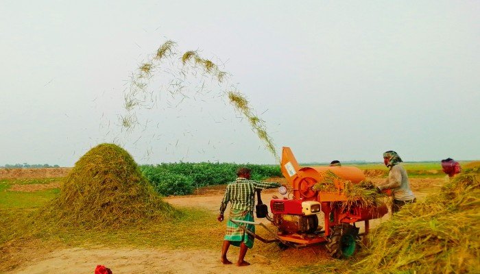 ধুম লেগেছে ধান কাটার, চাষির চোখে হাসি