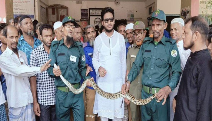 মোরেলগঞ্জে মুরগির খোঁয়াড় থেকে অজগর উদ্ধার