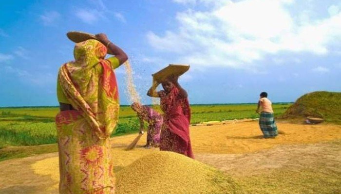 হাওরের প্রায় শতভাগ বোরো ধান কাটা শেষ