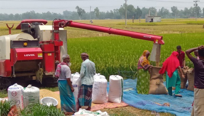 যে-কারণে কম্বাইন্ড হারভেস্টারে ধানকাটা-মাড়াই বাড়ছে