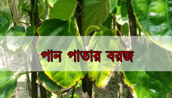 পান পাতার পচনে কপালে ভাঁজ চাষিদের