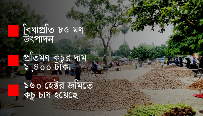 কচু চাষে কৃষক হাসে