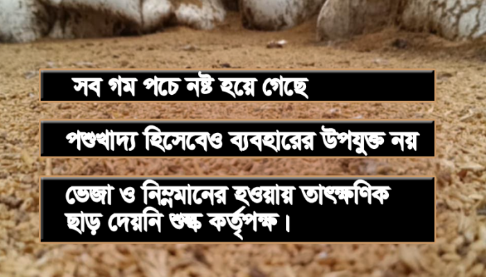 যে কারণে আখাউড়ায় গুদামেই পচলো ২২৮ মেট্রিক টন গম