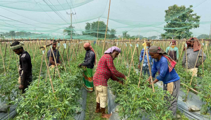 মাঠে মাঠে হাওয়া দোলে শীতের সবজি