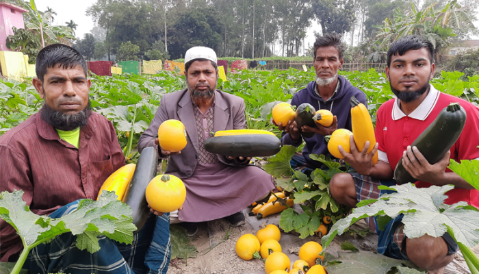 হলুদ-সবুজ রঙের স্কোয়াশে স্বপ্ন দেখছেন চাষি