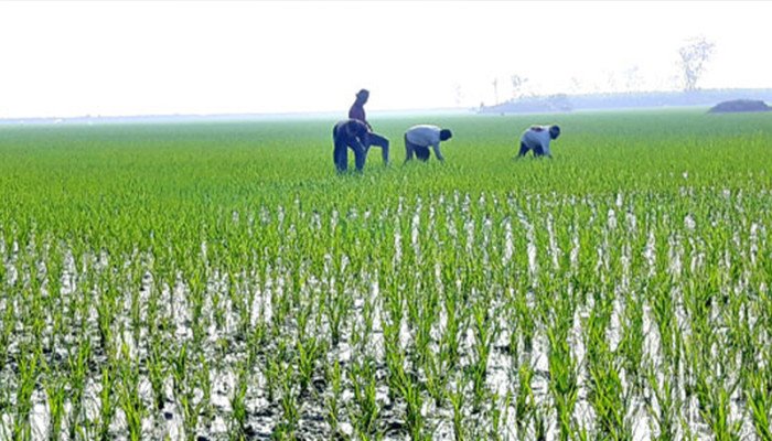 ধানের ক্ষেতে বাতাস নাচে, কৃষক দেখেন স্বপ্ন