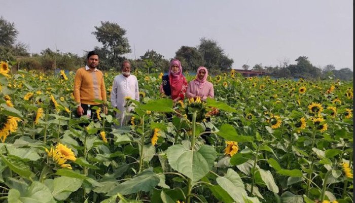 সূর্যমুখী চাষে কৃষকেরা হাসে